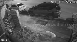 Stray dog steals resident's doormat