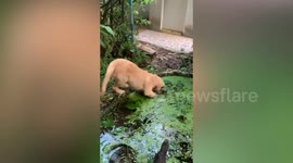 Golden Retriever enjoys dip in muddy pond