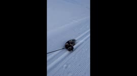 Lazy dog determined not to walk is dragged through snow by owner