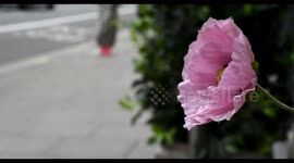Stunning Opium Poppy sits within Central London, United Kingdom