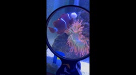 Clownfish Feeds Sea Anemone