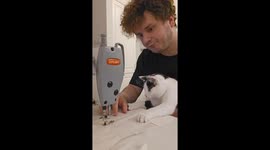 Cat Trains to Be a Seamstress