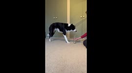 Clever dog practises for world record by putting coins inside a bottle