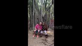 Cheeky orangutan delights zoo goers with hilarious poses in Thailand