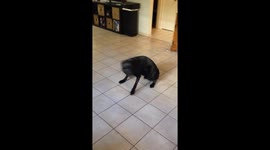 Black Lab Pup Zoomies Through Kitchen