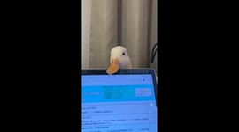 Pet duck falls asleep on owner's laptop making for adorable scene
