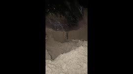 A record of a sea turtle digging an egg-laying hole and covering it with eggs