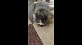 A record of a pet cat playing with a dead insect today