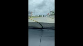 Tree snake slithers across car windscreen as driver panics inside