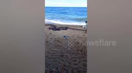 Locals collect hundreds of beached skipjack tuna from shore