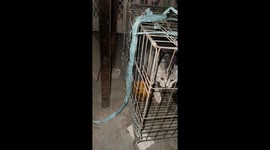 Stray cat leads rescue mission to find man's missing kitten in China