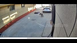 Chinese loyal dog pauses chase to check on tumbling owner