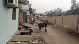 A cow was rescued after it had fallen into a drain in Shahdol, India