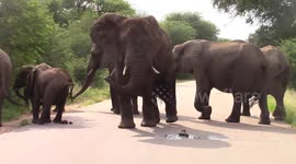 Elephant appears to kick beer bottle onto road for 'humans to pick up'