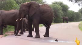Elephants Kick Glass Beer Bottle Onto Road for Humans to Come Pick it Up! (EDITED VERSION WITH VOICE OVER)