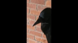 Had a visit from a crow very friendly
