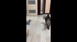 Parrot's attempt at conversation meets cat's indifference in Moscow