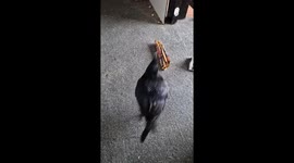 Playing catch with a crow