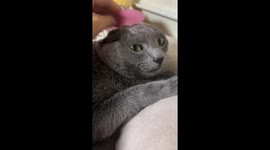 Wholesome feline fun: cat's adorable reaction to heart hat playtime in South Korea
