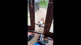 Cute bulldog tries to walk through a narrow door with big stick in mouth