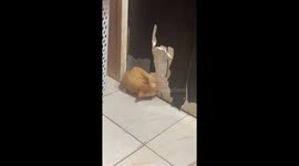Persistent Ginger: a cat's struggle to escape