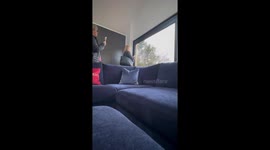 Festive miracle: Window embrace turns Christmas Eve into pure bliss