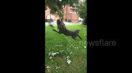 Furry aviator: Morning walk becomes a canine aerial show amongst trees