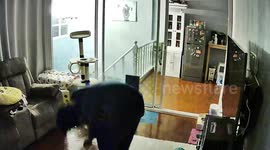 Pet cat stealthily slides out of room as owner tries to keep him inside