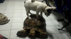 Pet dog rides on tortoise's back