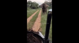 Safari Drive Encounters Unhappy Elephants
