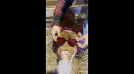 Highland Cow Enters Her Elton John Era