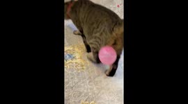 Paws meet air: Cat's quizzical quest with a balloon companion