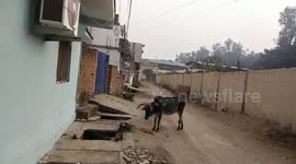 A cow was rescued after it had fallen into a drain in Shahdol, Madhya Pradesh India