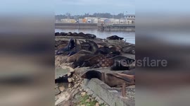 Sea Lions Thriving in Redwood National and State Parks' Coastline in Crescent City, CA, USA