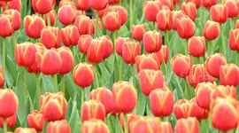 Tulips Bloom in a Flower Exhibition in Nanning, China