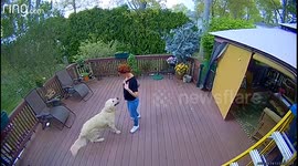 Decked in love: Golden retriever and owner share heartwarming hug