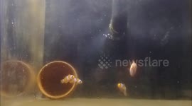 Study uncovers surprising cognitive ability of Clown Anemonefish in Okinawa, Japan