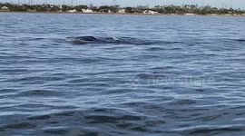 Kayaker Encounters Huge Manta Ray