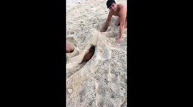 Miniature Dachshund Digs a Tunnel on the Beach