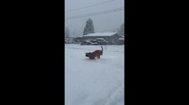 Southern California storm brings fresh snow to San Bernardino mountains
