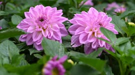 Peonies in Full Bloom in Nanning, China