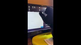 Black Cat Obsessed With Dots on Screen