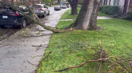US: Atmospheric River – Violent Winds Knock Down Trees Leaving Multiple Deaths 4