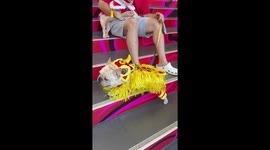 French bulldogs wear colourful Chinese New Year dragon costumes at mall event