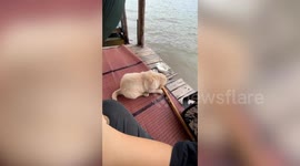 Bungling Golden Retriever puppy accidentally falls into lake