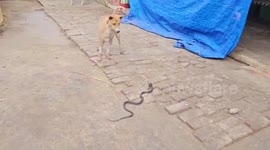 Three Dogs Engage in fierce battle with cobra mid-street as stunned locals watch