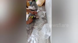 Newborn kittens tangled together by rope rescued