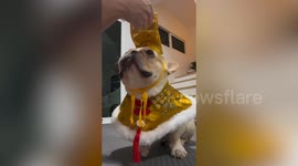 Pet French bulldog stays still as owner fixes his Chinese New Year costume