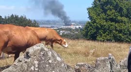 New Zealand: Smoke From Blaze At Waste Facility In Onehunga Billows Into Auckland Sky