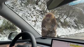 Unexpected Hitchhiker: Wild Chinese Monkey Joins Car Ride
